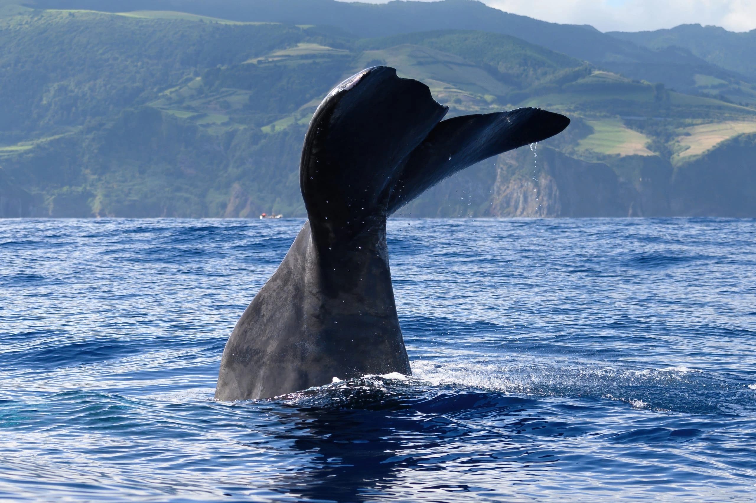 Whale & Dolphin Watching with Futurismo Azores Adventures in São Miguel