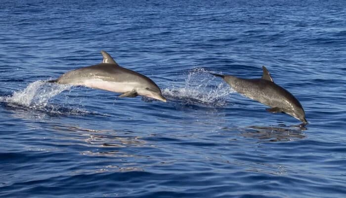 Private Dolphin Encounters from Puerto Banús — 2‑Hour Marbella Boat Trip