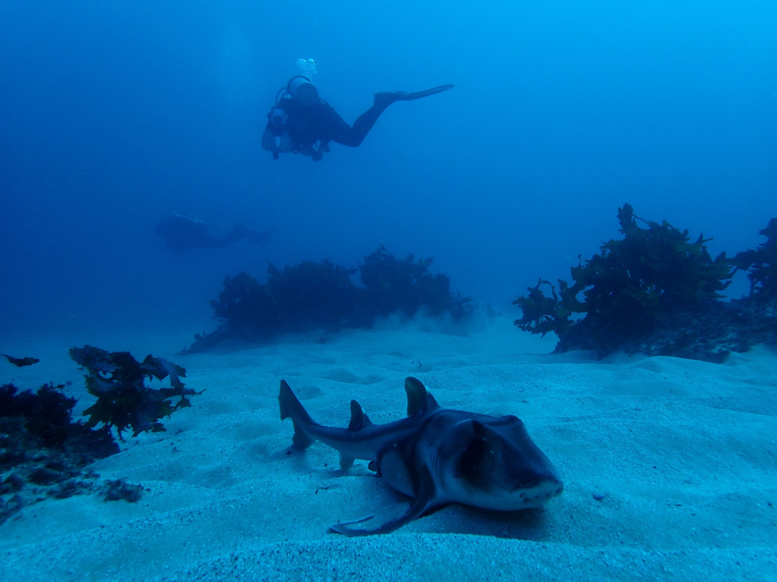 Captain Your Dive: Hire a Boat for Freedom and Wildlife in Jervis Bay photo 3