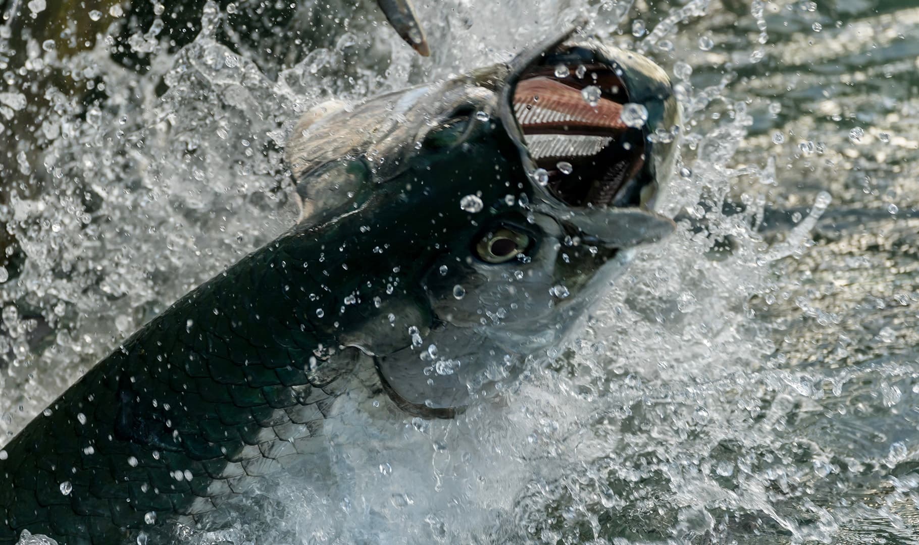 Tarpon Fishing in Key West with Wall to Wall Fishing Charters
