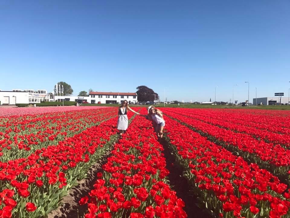 People walking through vibrant tulip fields near Keukenhof, Netherlands