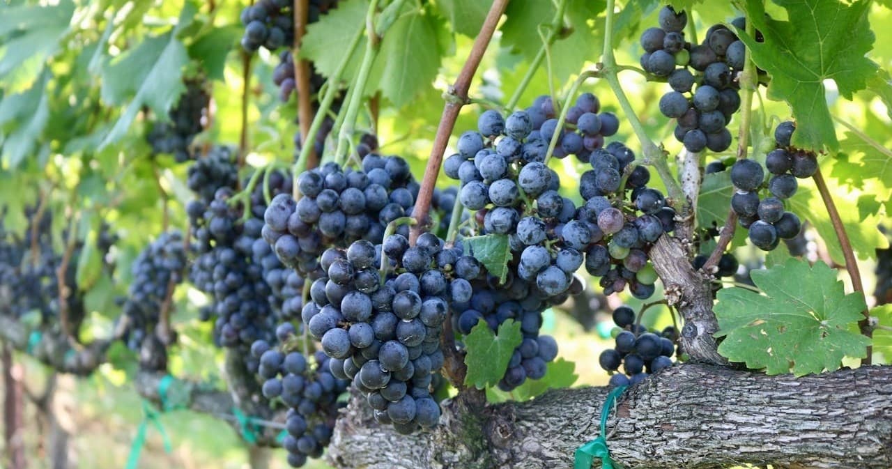 Design Your Own North Georgia Winery and Brewery Day with Zixpy Unscripted Tour