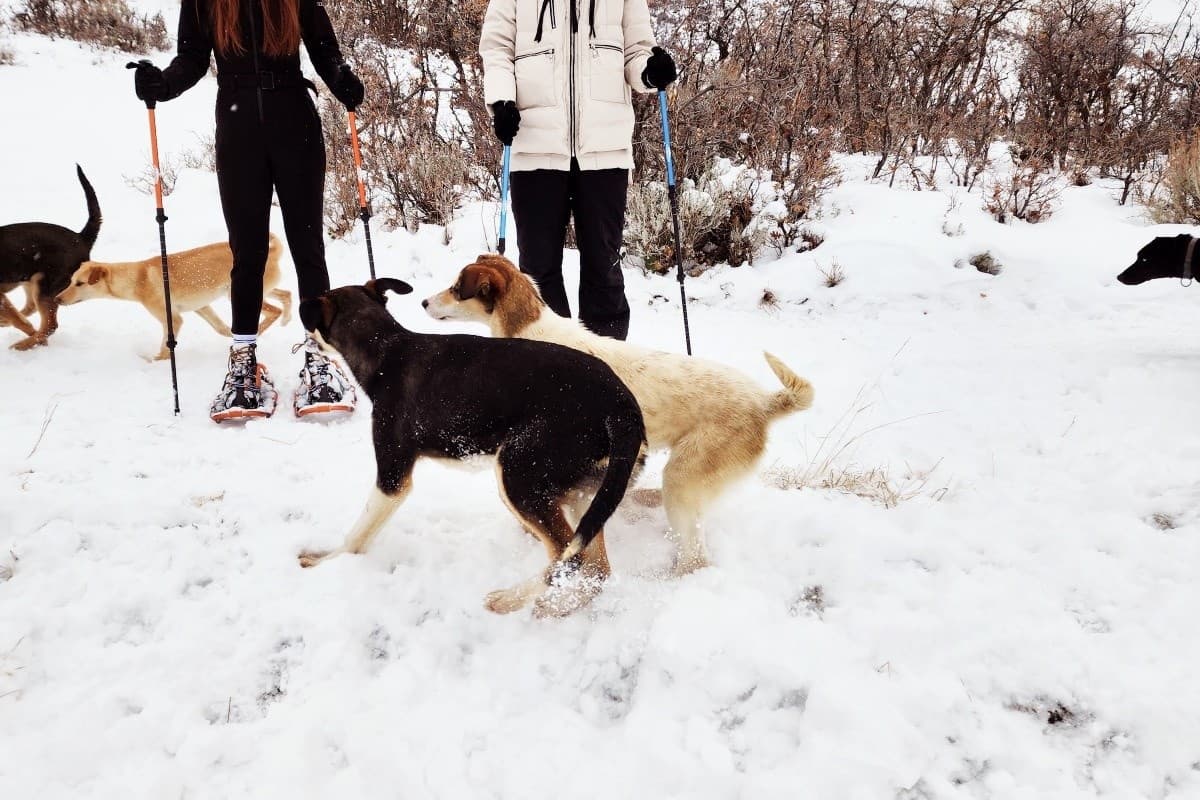 Huskies running across wide sagebrush landscape, pack trail