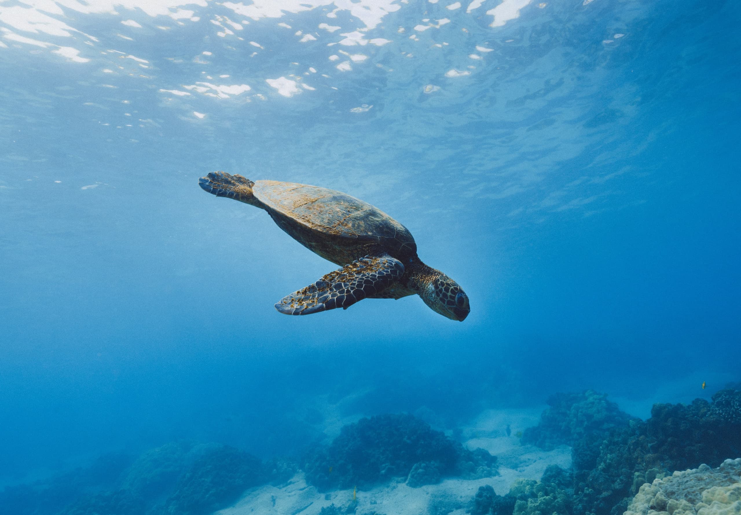 Snorkel & Sail Adventures with Cruz Bay Watersports in St. John
