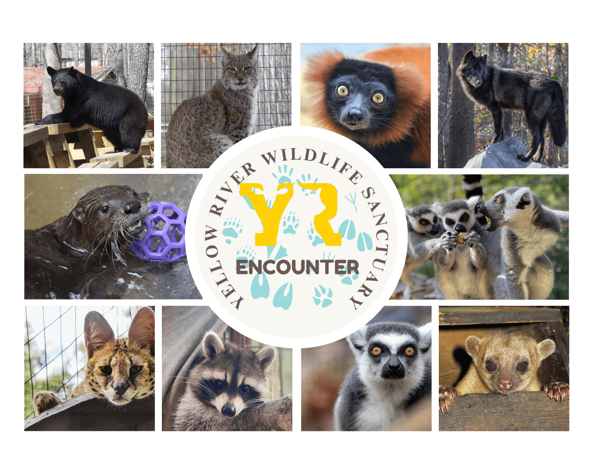 Wild Encounters at Yellow River Wildlife Sanctuary, Lilburn