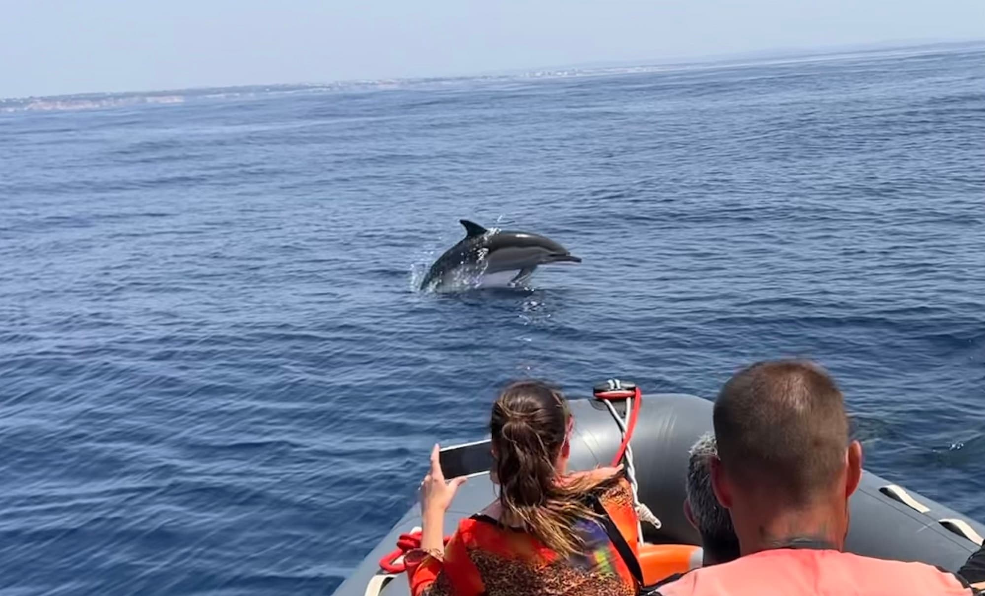 Dolphin & Marine Wildlife Trips with Capitão Nemo Algarve