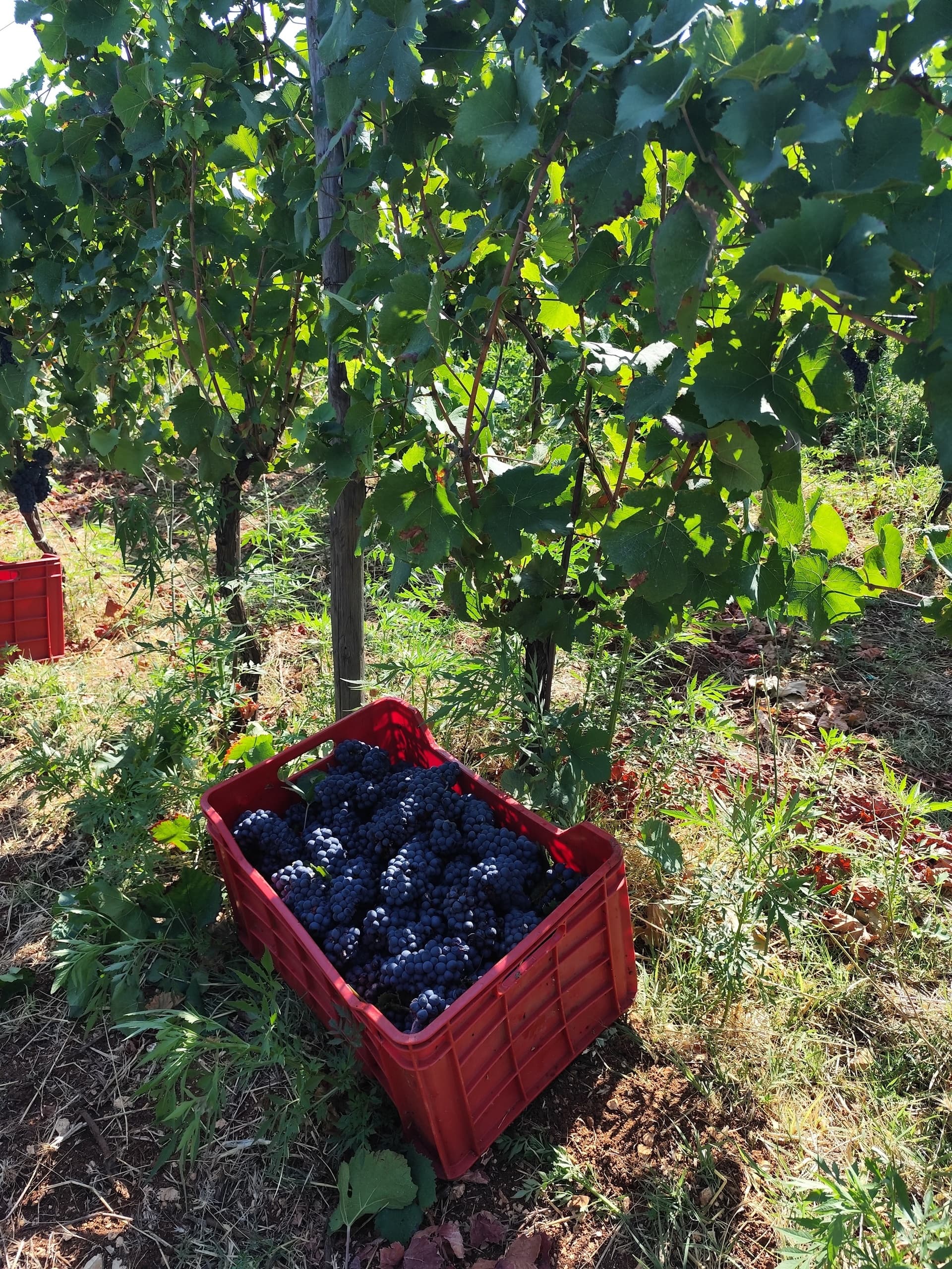 Polignano Farm Walk and Tasting — Puglia Vineyards, Olive Oil & Rustic Agriturismo photo 1