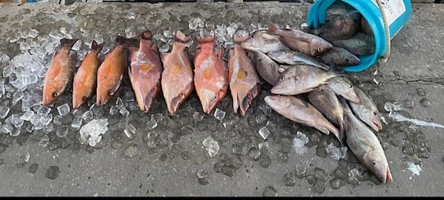 Assorted reef fish and bucket on wet dock after coastal fishing trip