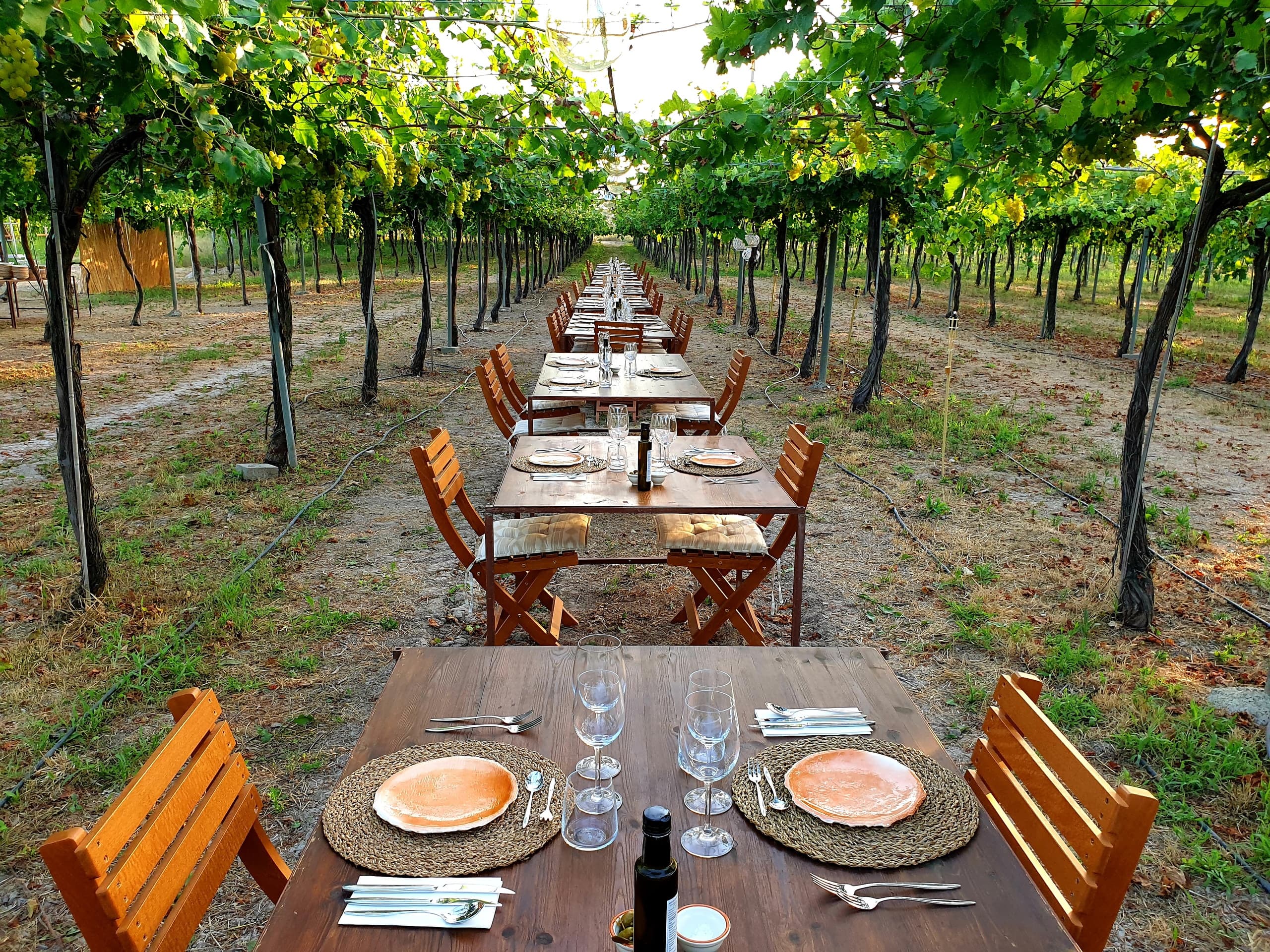 Terragust's Exclusive Tour + Menú Degustación in Manacor