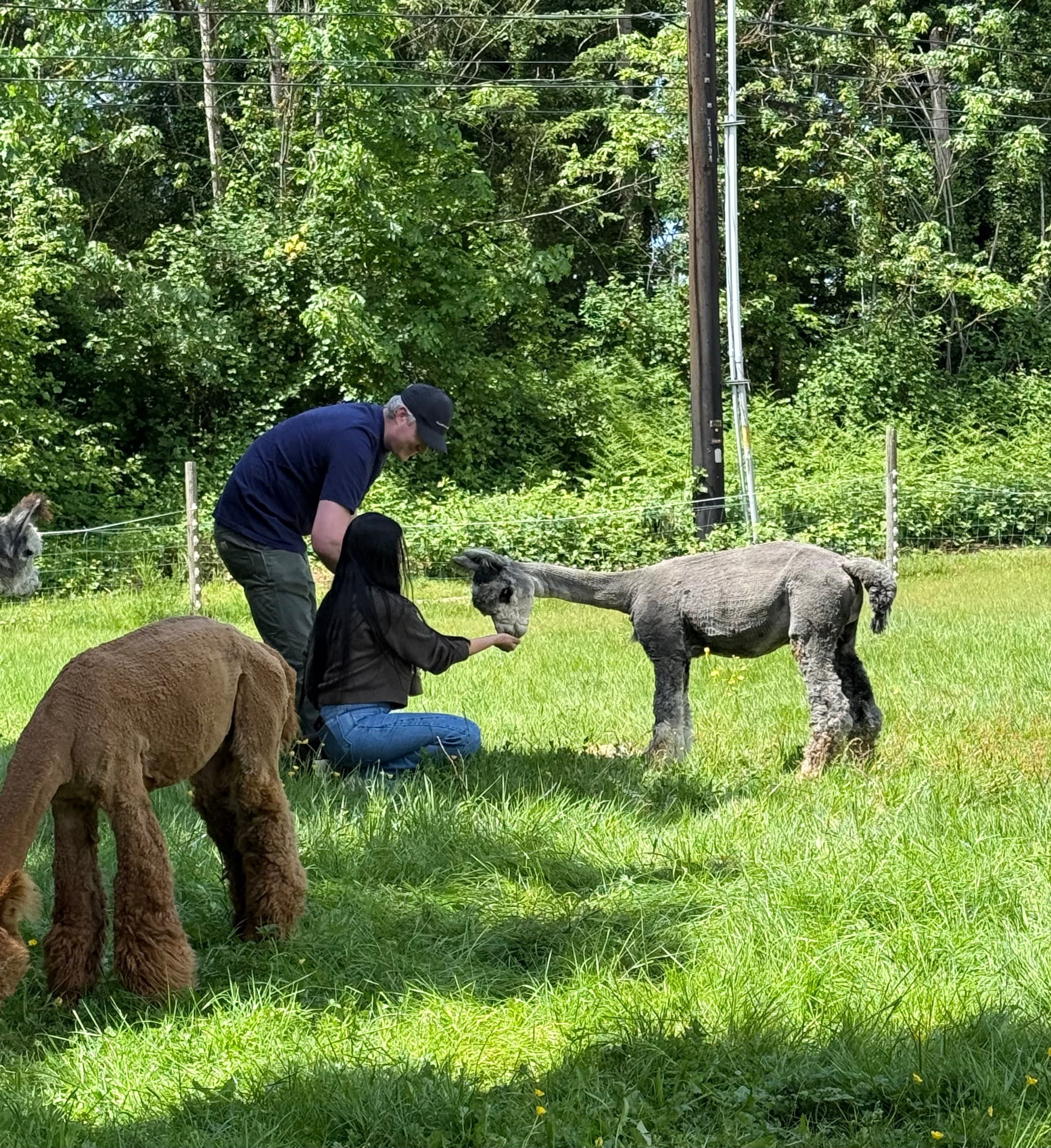 An Hour with Alpacas in Carnation, WA: Feed, Photograph, and Learn photo 3