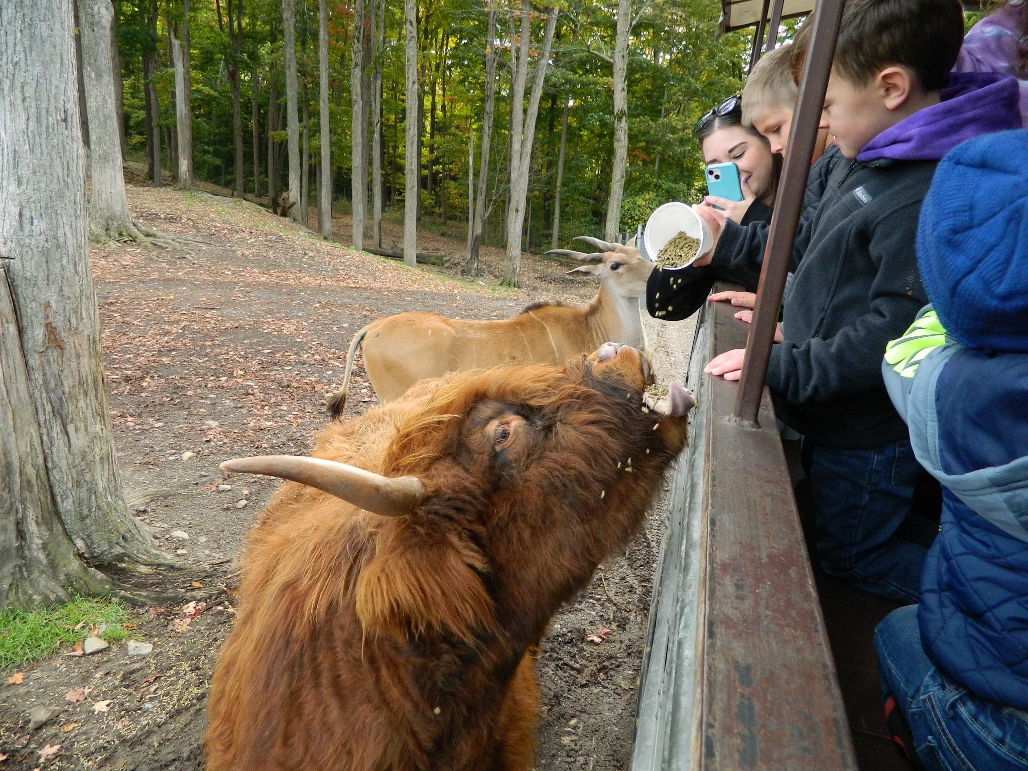 Wildlife & Safari Bus Tour at Hidden Valley Animal Adventure