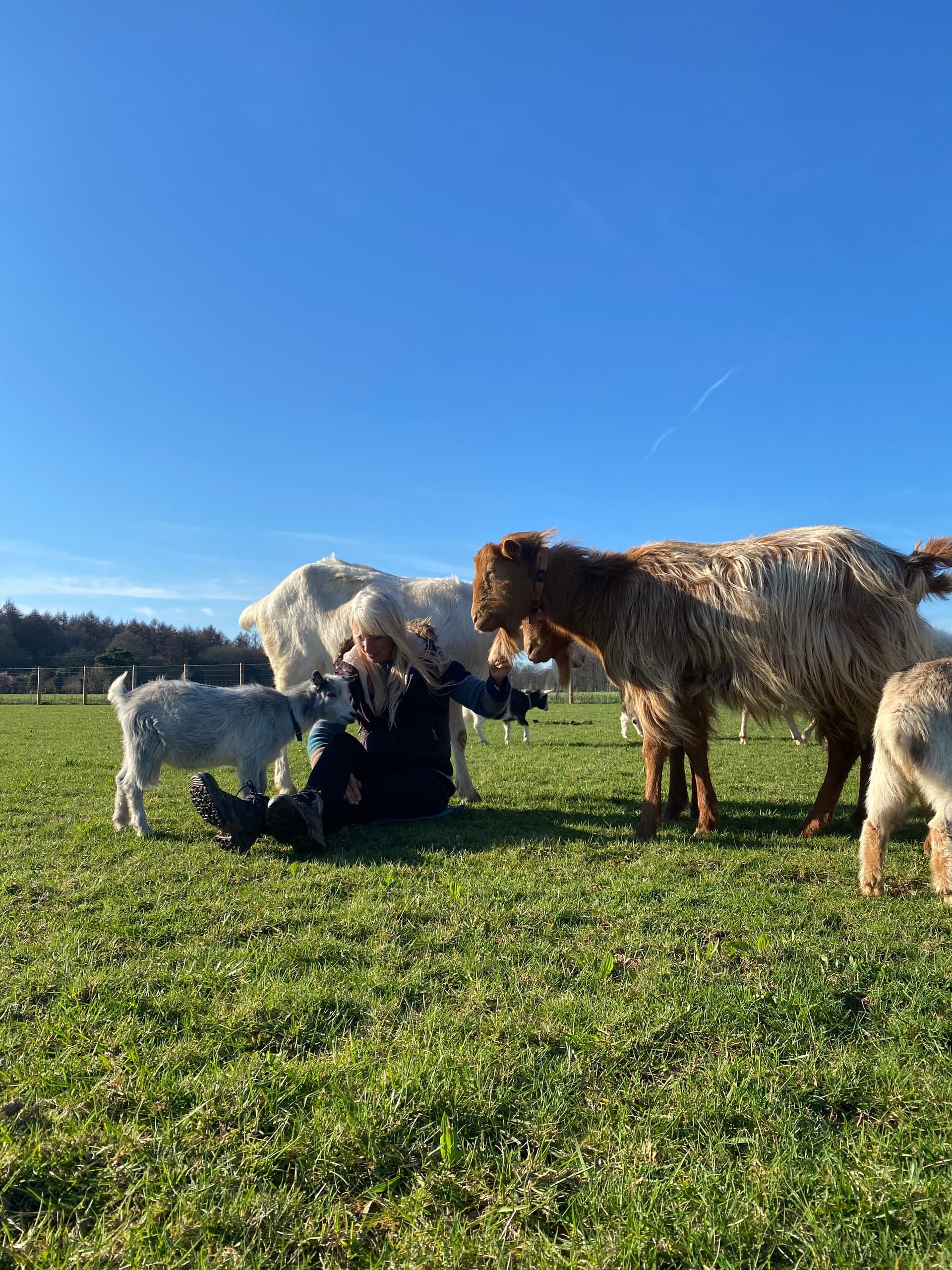 Quiet Time with Goats and Sheep at Wild Woodland Retreat — Elham, Kent photo 3