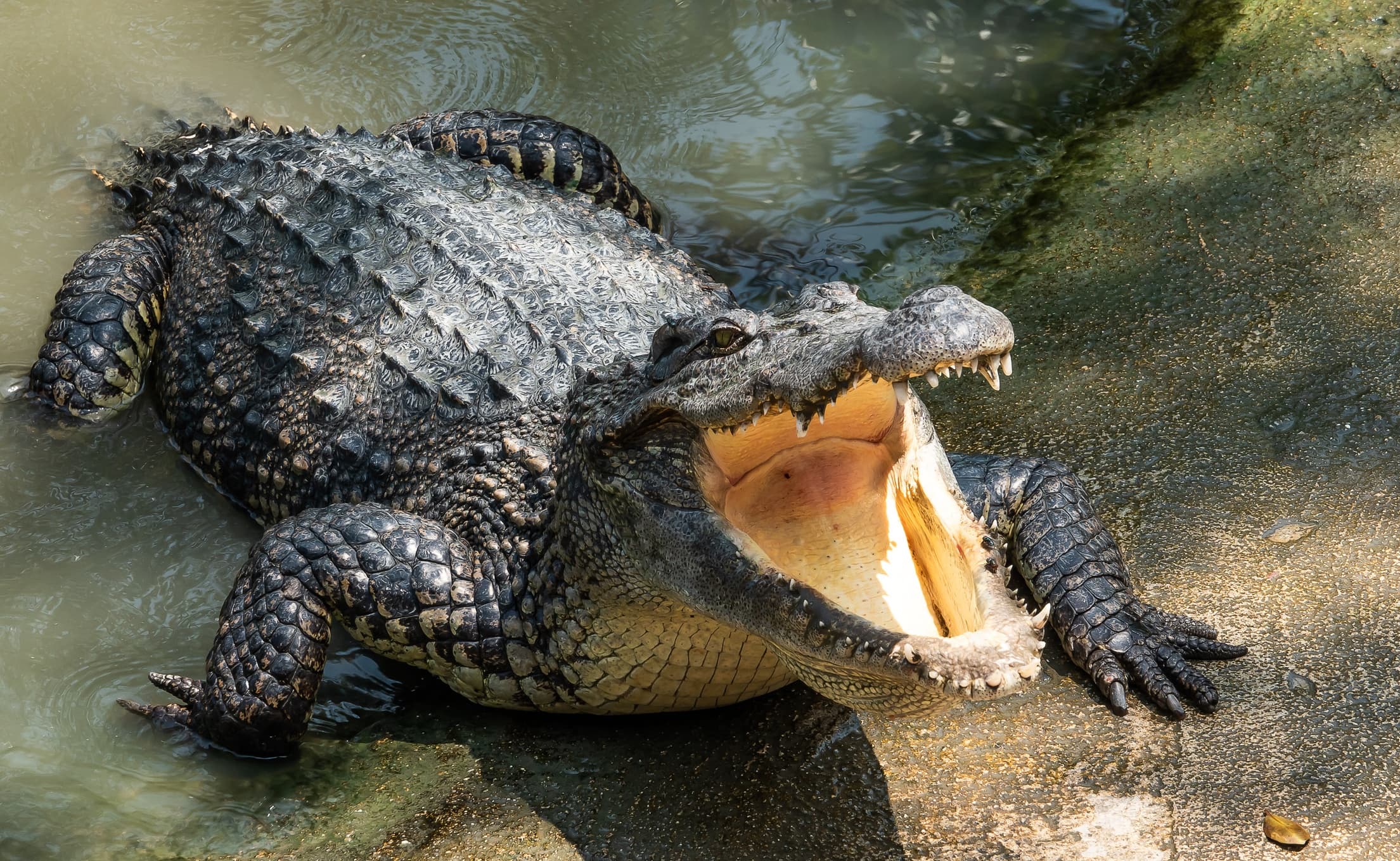 Private Everglades Tour with Open Miami from Miami Beach
