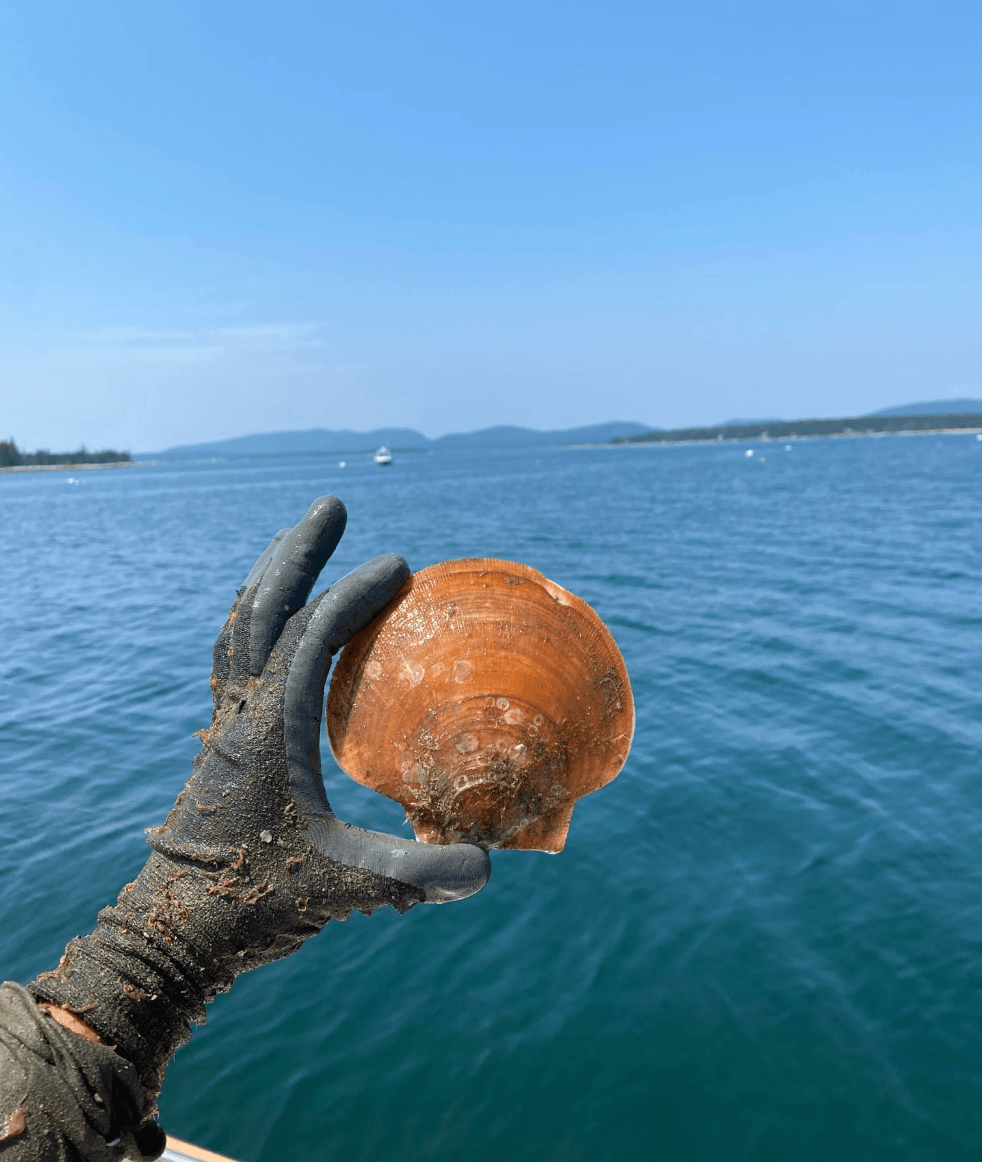 Bay Lady Scallops team