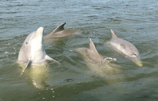 Dolphin Discovery Cruise: Savannah Dolphin and Salt Marsh Wildlife Tour