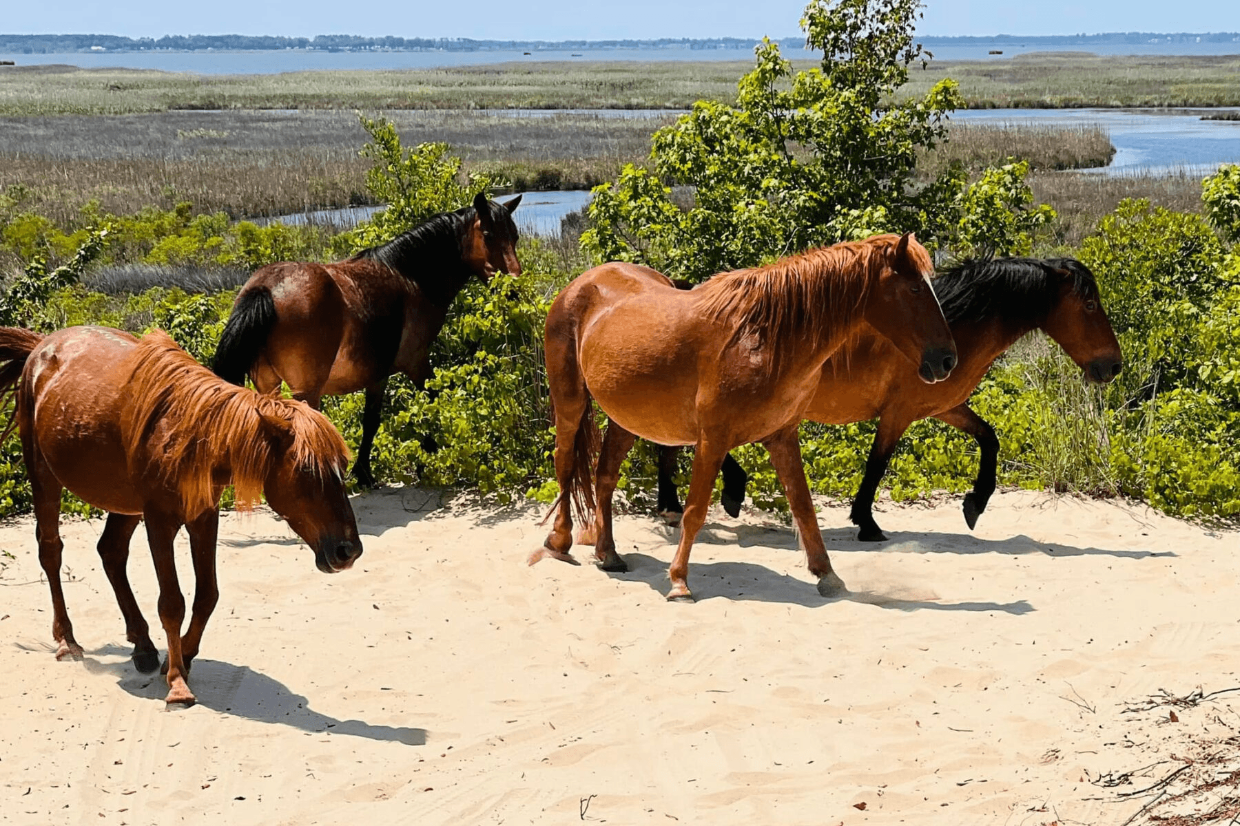 Corolla Wild Horse Tour: 4x4 Wild Mustang Safari on the Outer Banks