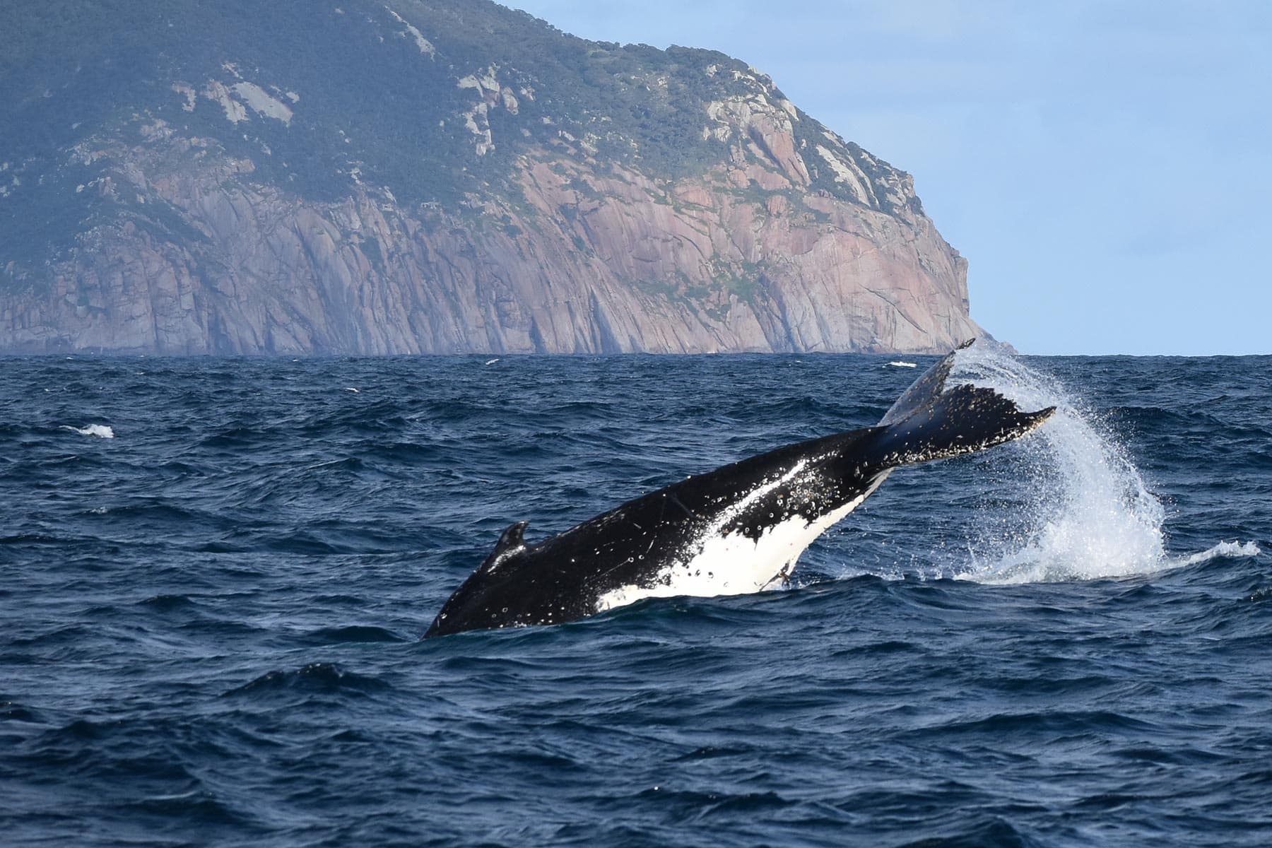 Wilsons Prom Whale Cruise: Whale Watching & Marine Wildlife from Port Welshpool