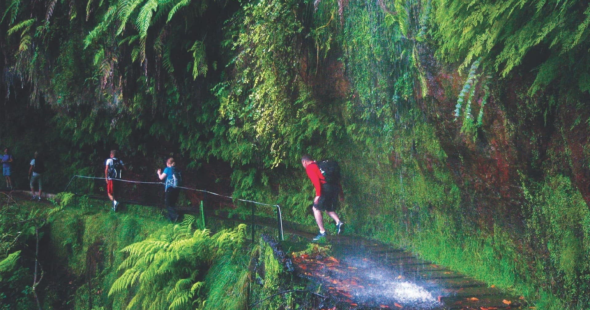 Levada do Rei Adventure with Madeira Happy Tours in Madeira