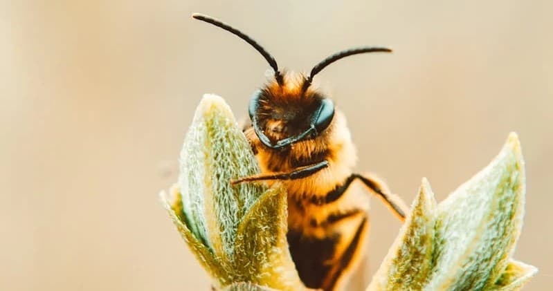 Whistler Beekeeping Experience: Discover Wildlife in BC