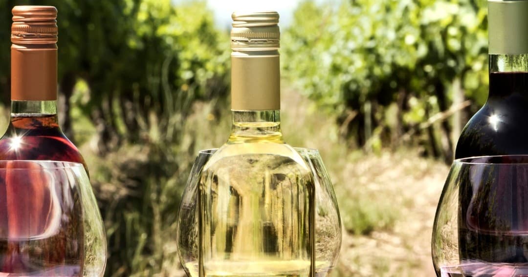 Wine Tasting & Scenic Views at Zambujeira do Mar