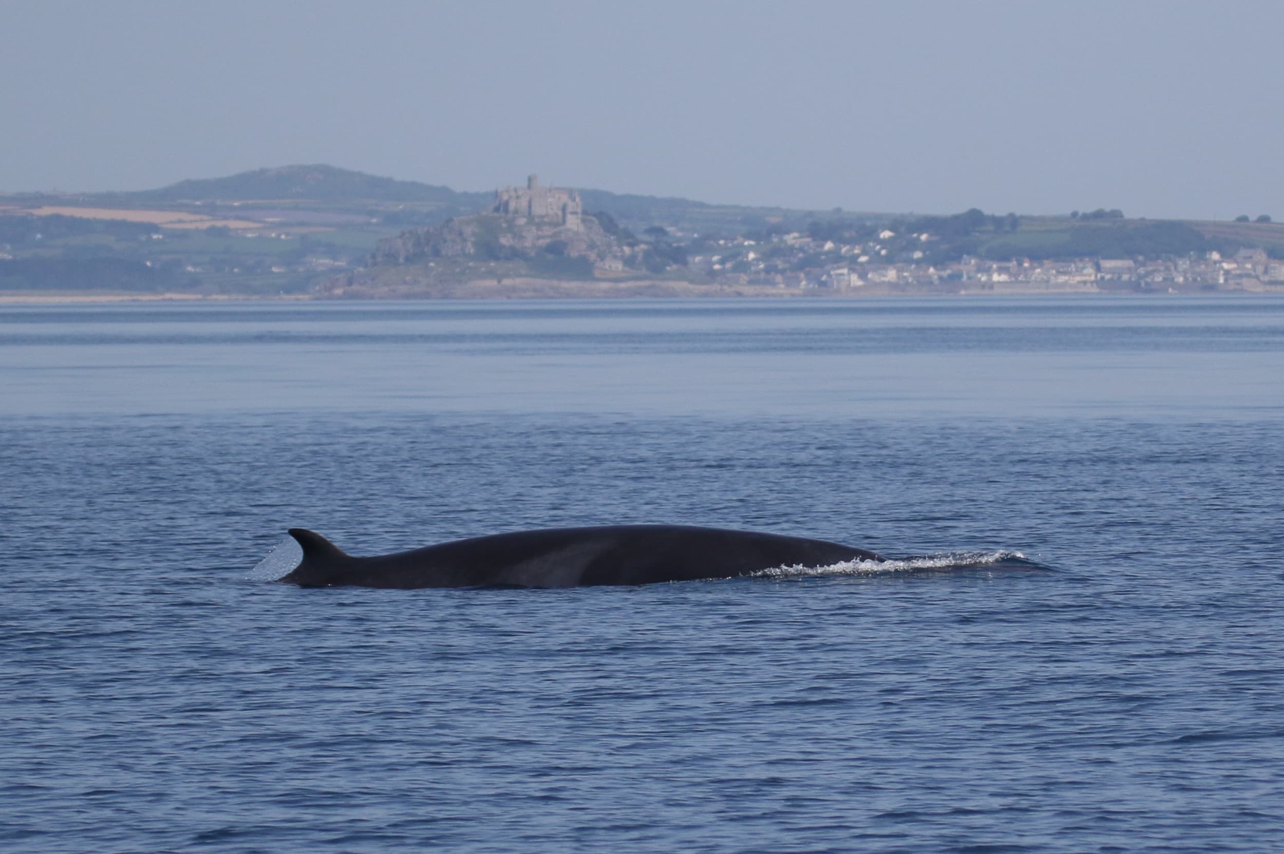 Wildlife Sailing Trips with Marine Discovery Penzance