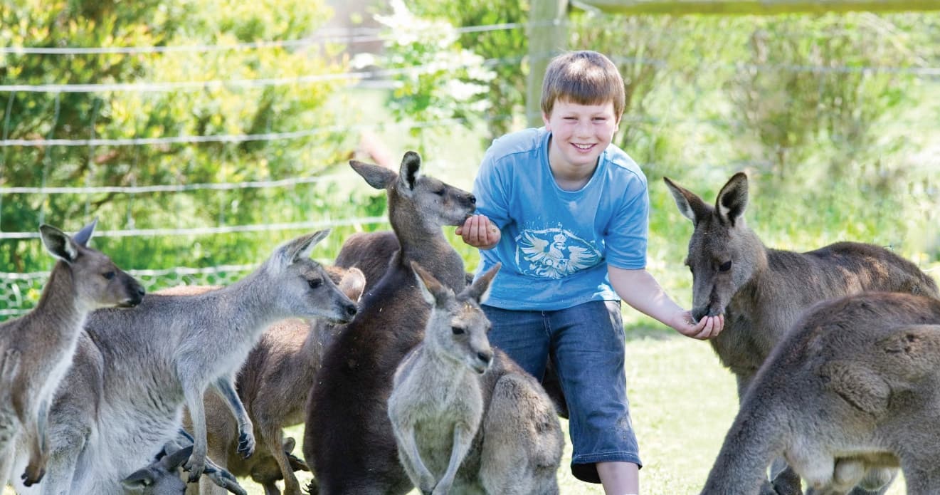 Boy feeding multiple kangaroos at open wildlife sanctuary