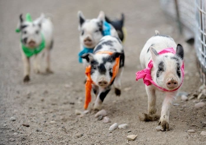 Shuttle to Where Pigs Do Fly — Evening Pig Races from Rock Creek Resort in Red Lodge, Montana