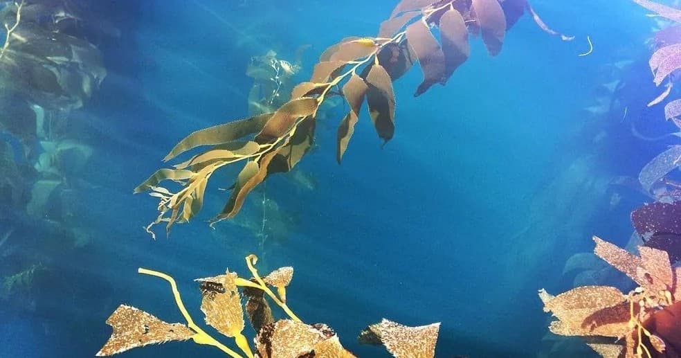 Private Coronado Islands Freediving Charter: Half-Day Wildlife & Kelp Forest Adventure