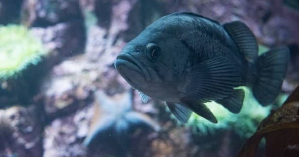 Kelp bass close-up in rocky reef habitat off San Diego for fishing