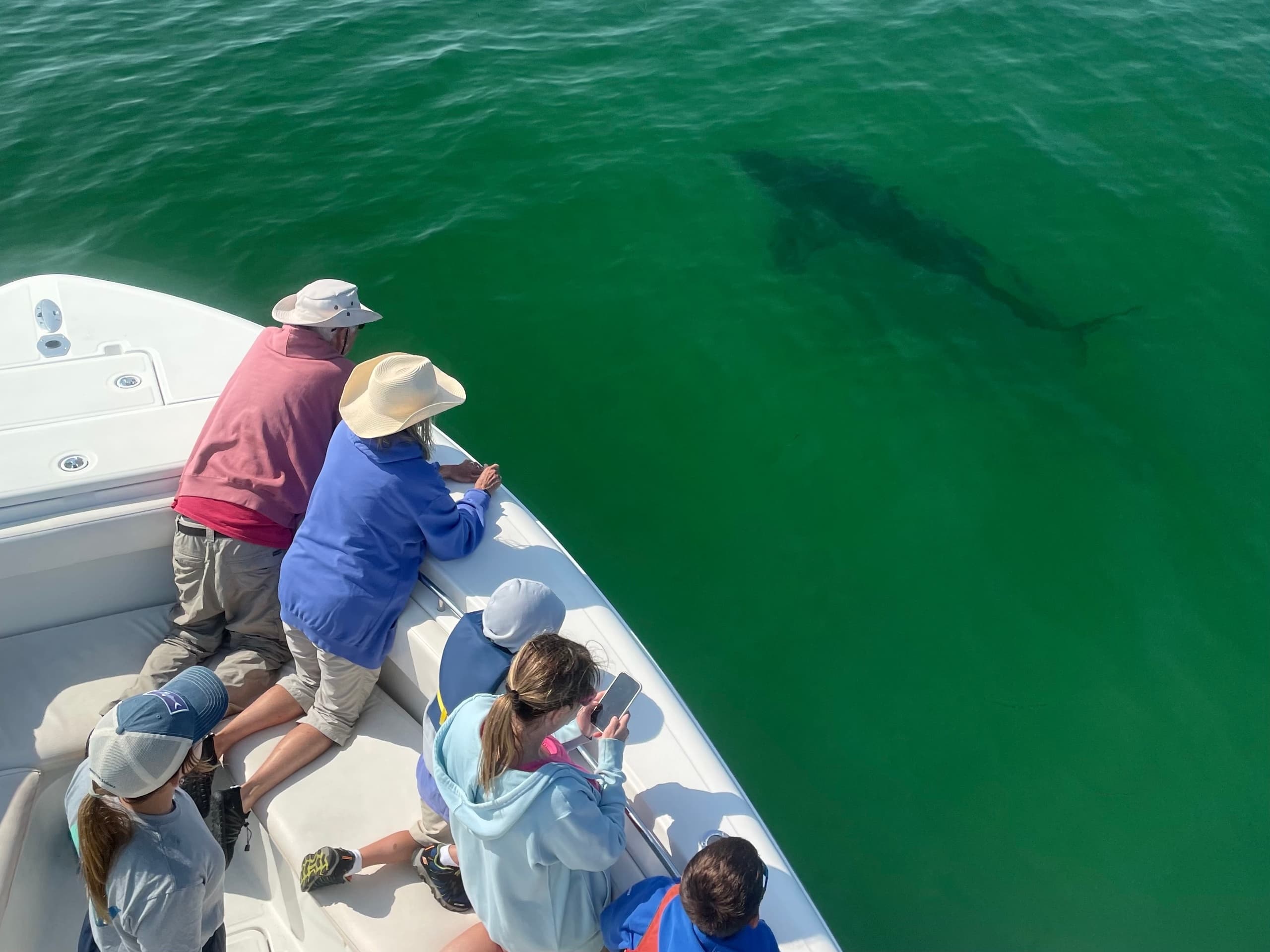 White Shark Boat Charters Adventure in Cape Cod