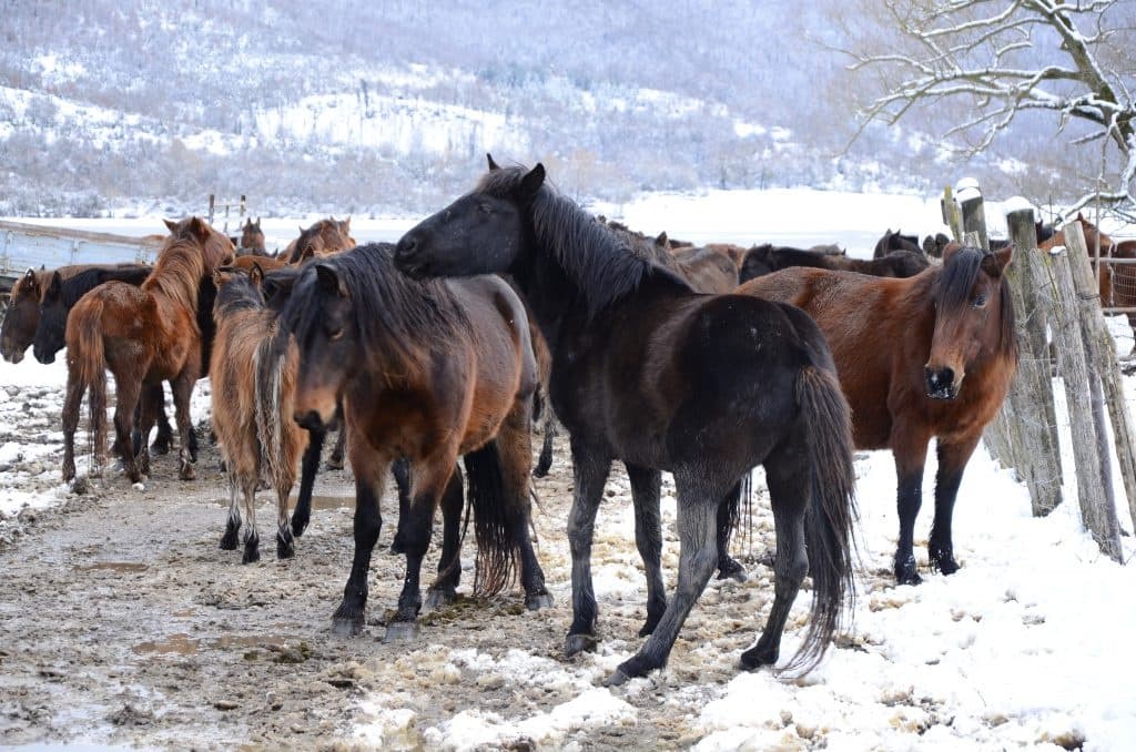 Winter horse herd standing in snowy ranch landscape