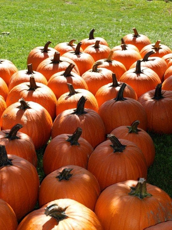 Pumpkin patch cluster on grassy farm for autumn family outings