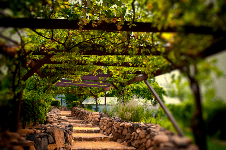 Vineyard pergola pathway with shaded vines and stone steps