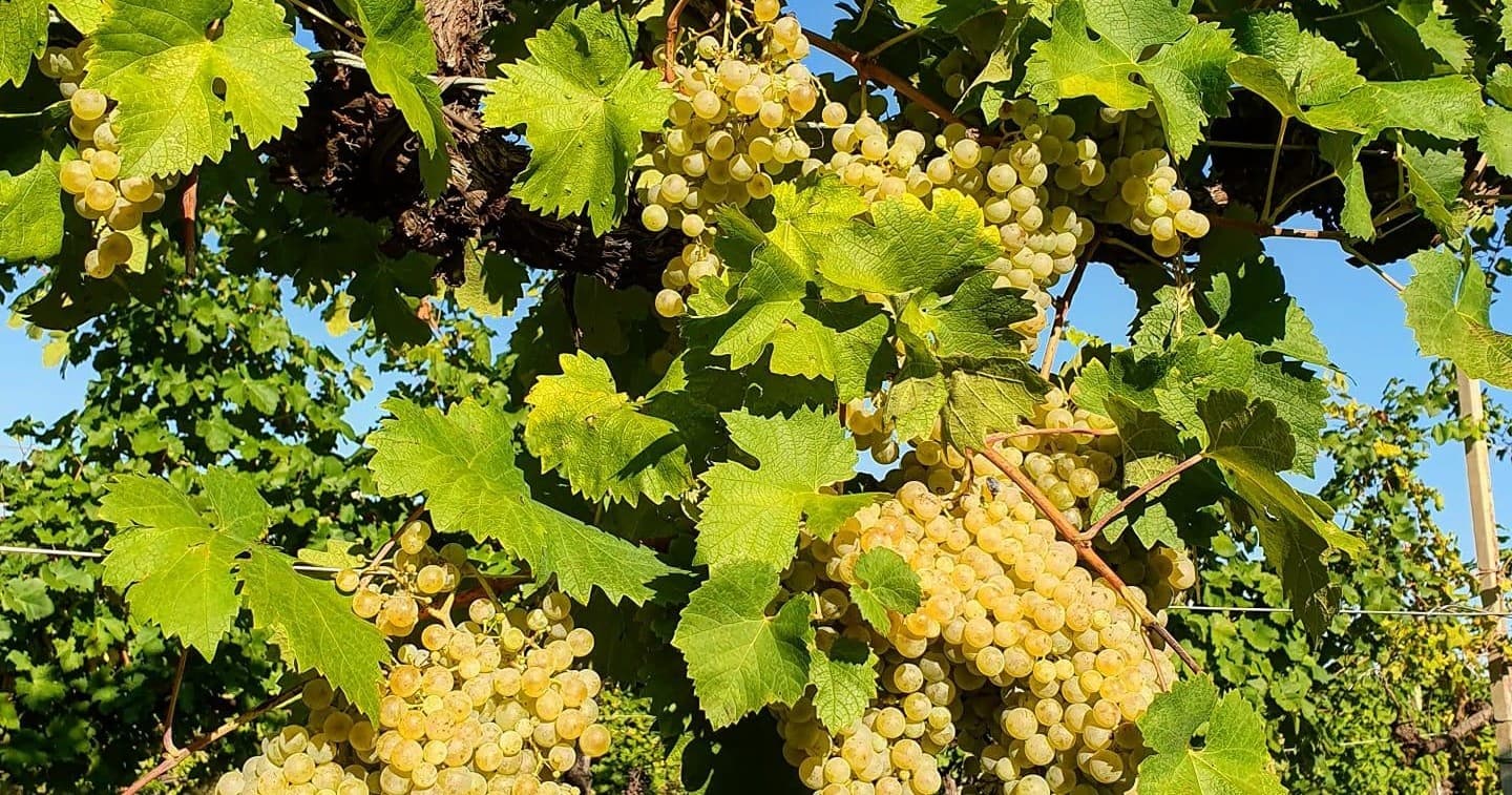 Discover the Vineyards of Tenuta Mani Sagge: A Premium Prosecco Tasting Experience in Veneto