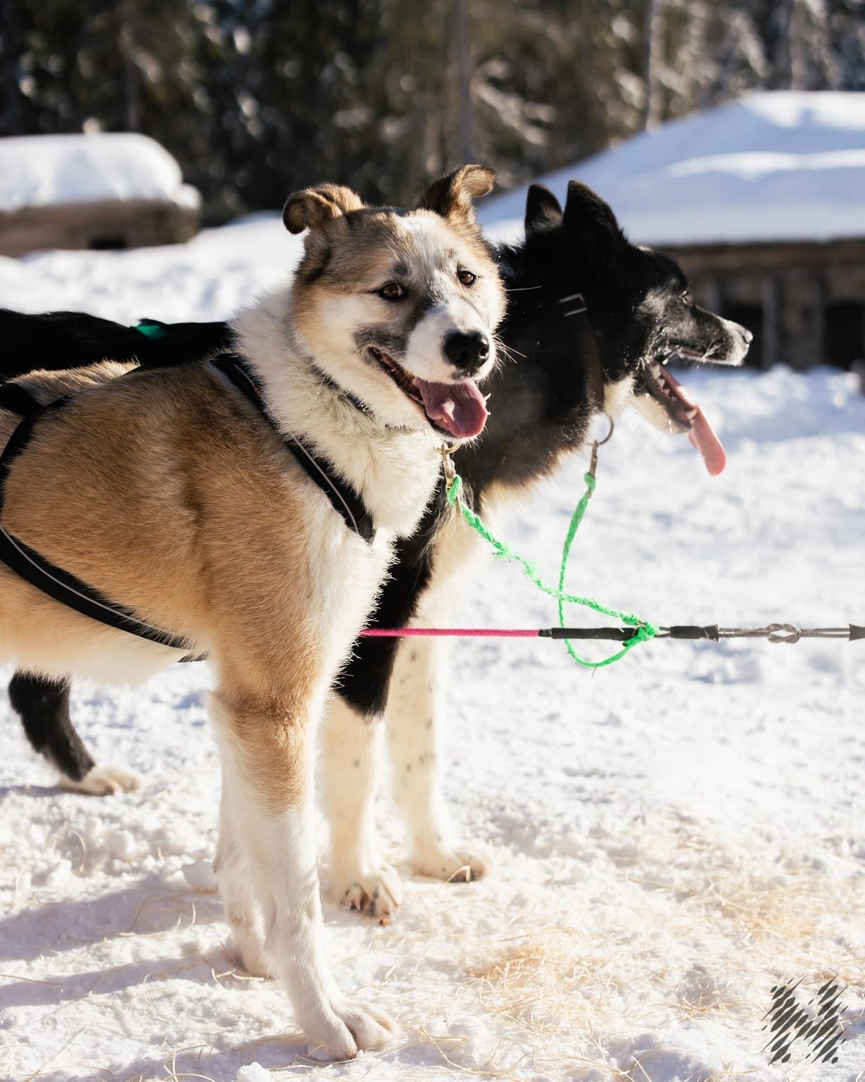 The Husky Experience in Rovaniemi: A Thrilling Winter Sled Ride and Dog Camp Adventure