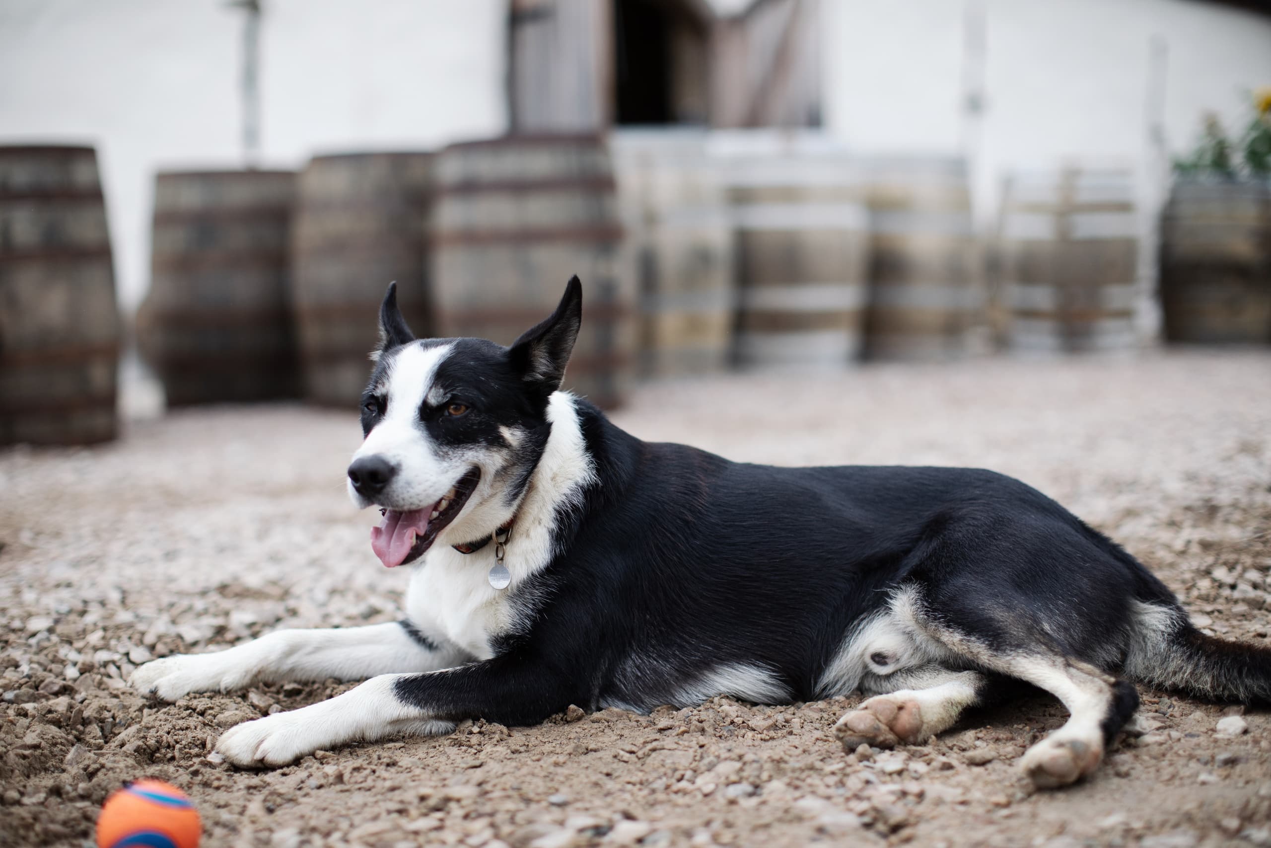 Whisky Tasting & TOUR at Nc'nean Distillery in Oban