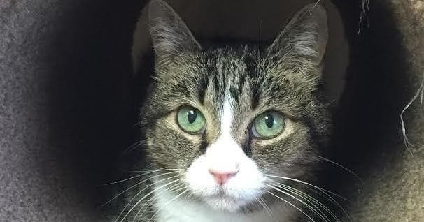 Tabby cat peering from indoor shelter nook, close-up portrait
