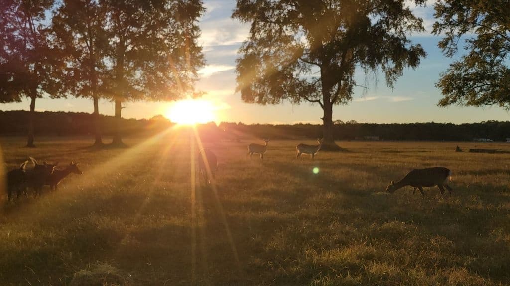 Sunset Safari and Percussion at Global Wildlife Center — 35th Anniversary Celebration photo 3