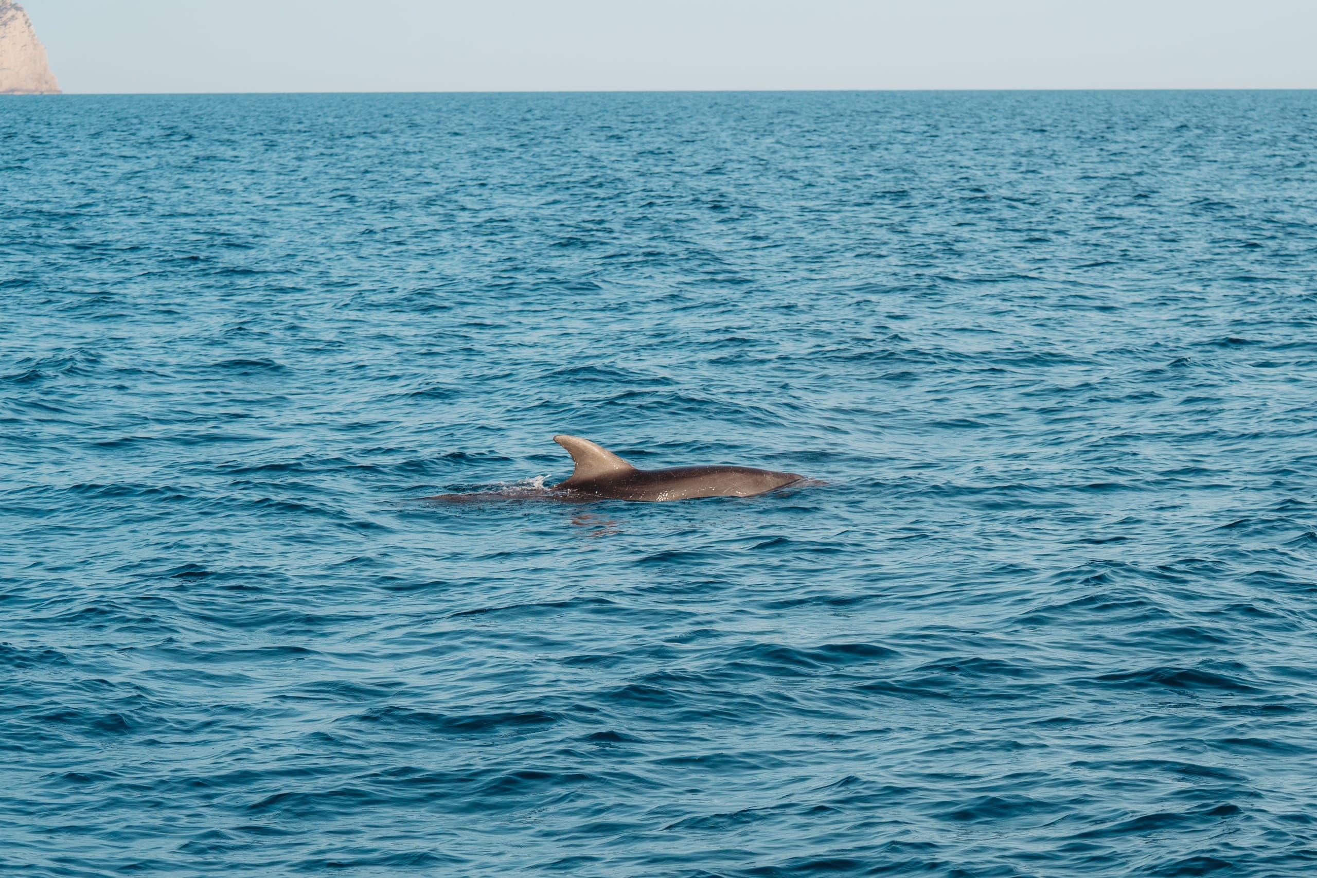 Mallorca Speedboat Dolphin Safari from Alcudia: Fast-Boat Wildlife Tours photo 1