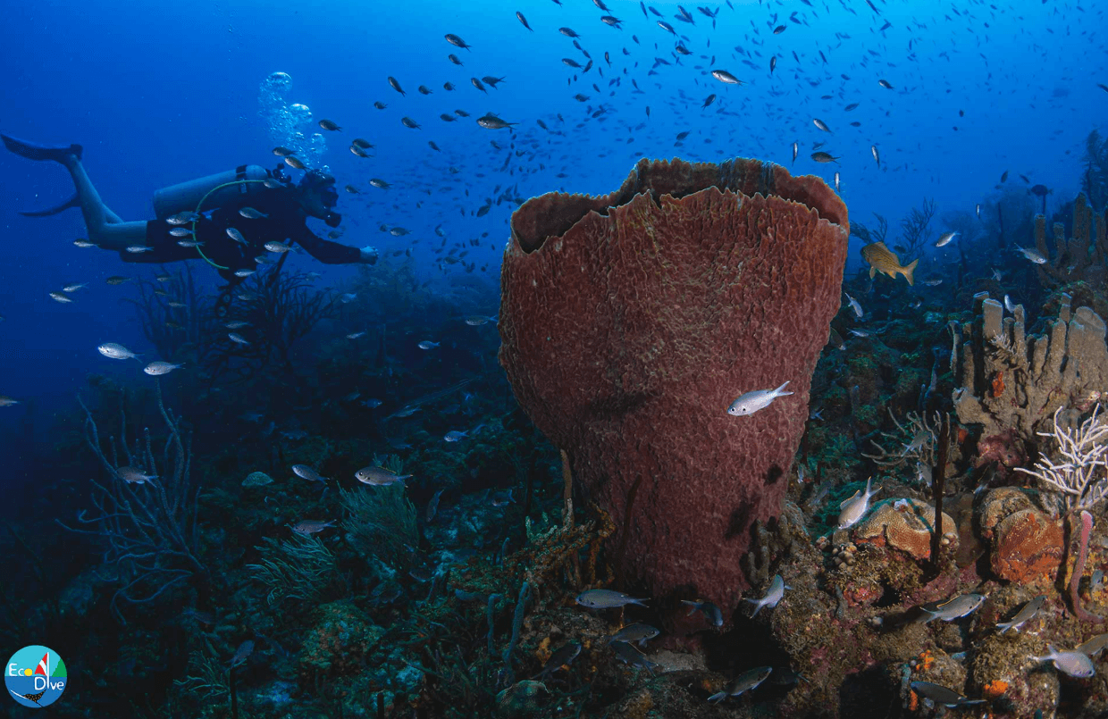 Grenada Dive Trip (May 15–22, 2027) — Wreck Diving & Molinere Underwater Park photo 4