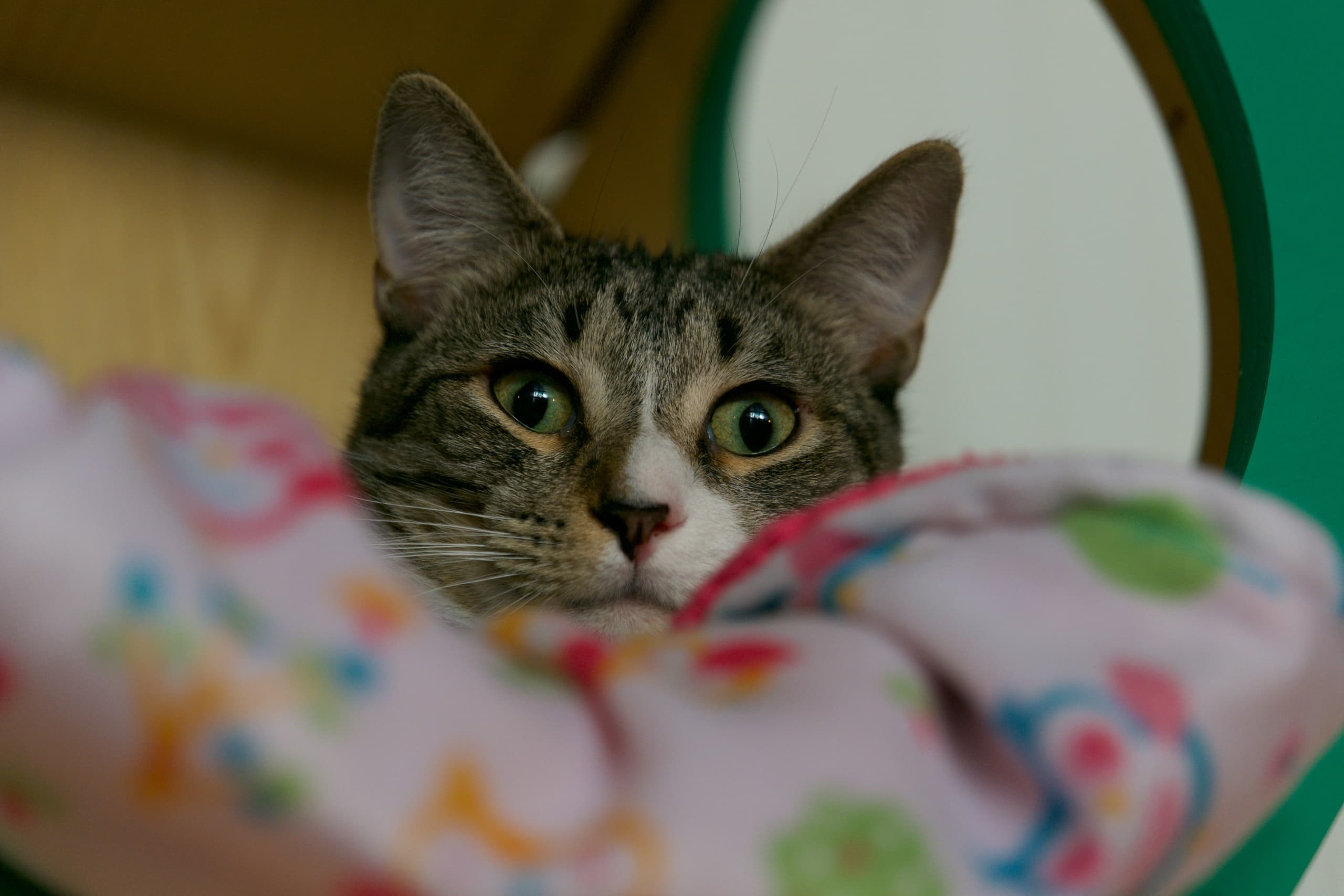 Tabby cat peeking from cozy bed in indoor cat shelter