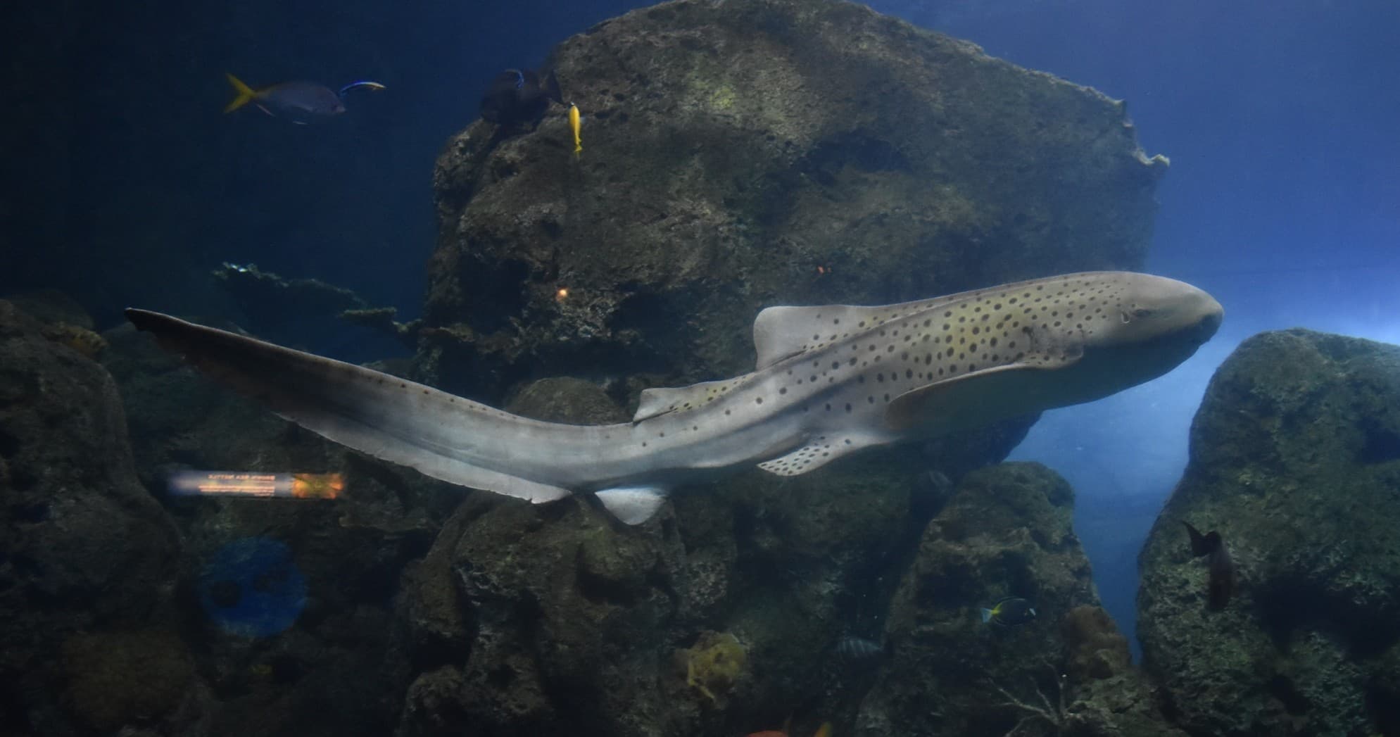Interactive Shark Education in Denver Aquarium Program photo 1