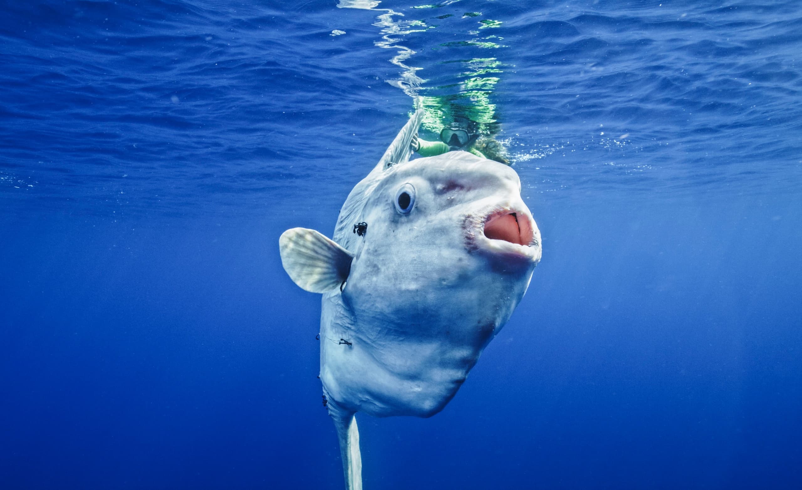 Pelagic Wildlife Expedition in San Diego, California