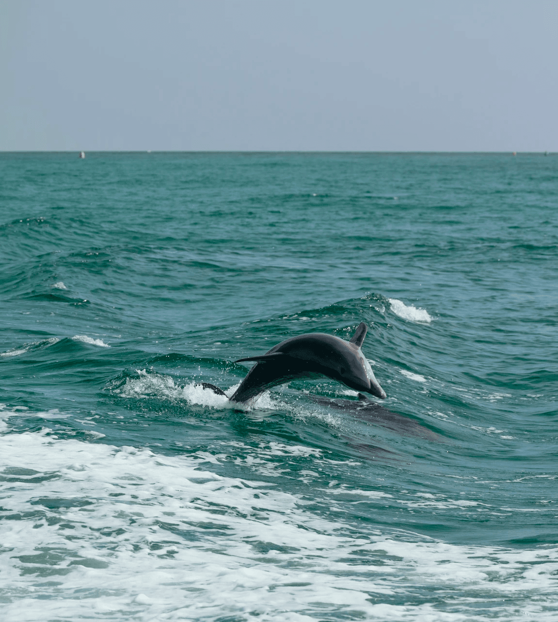 Dolphins leaping beside boat in Gulf of Mexico waters