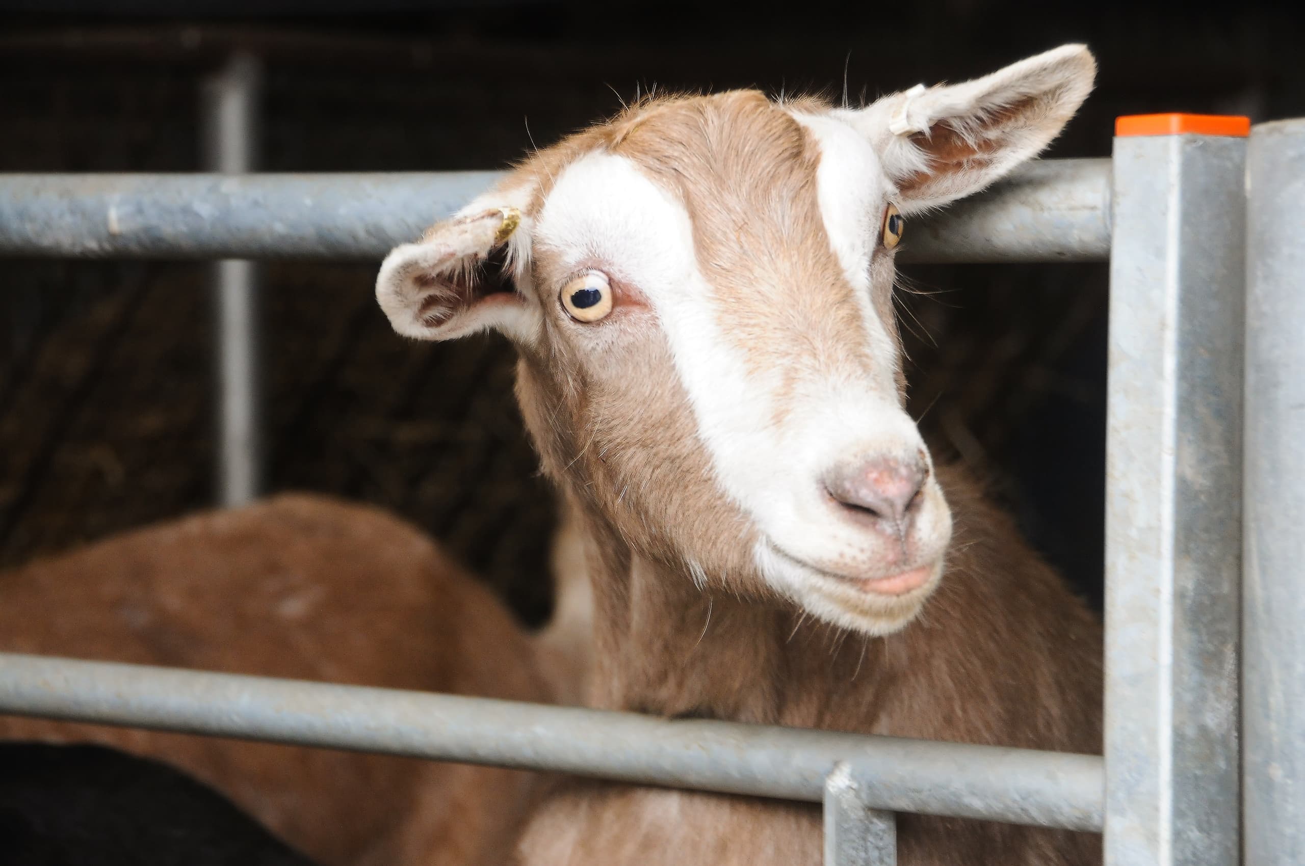 Agricultural & Animal Experiences with Newton Farm Holidays