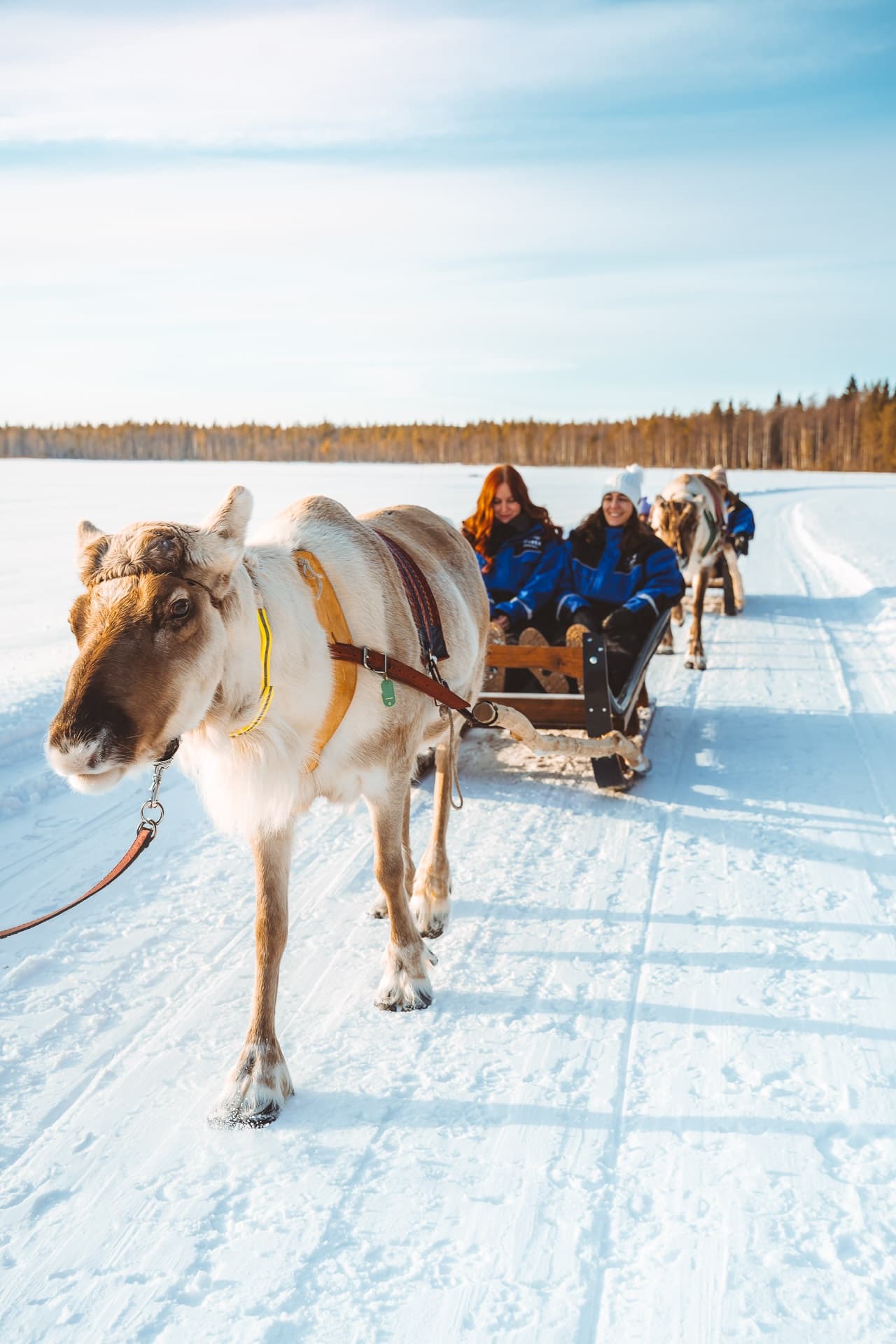 Winter Wildlife & Ice Fishing at Apukka Resort