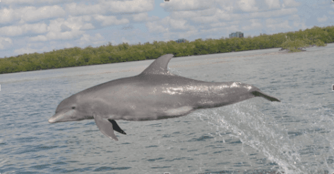 Experience the Magic of Marco Island on a Dolphin Sunset Cruise