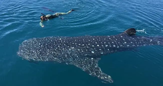 Private Whale Shark Adventure in La Paz: Swim with Gentle Giants photo 1