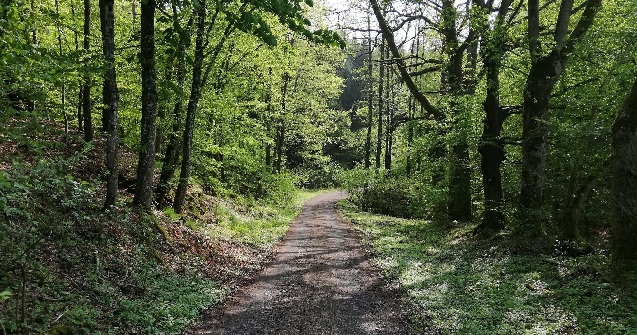 Shaded forest trail winding through green woodland path