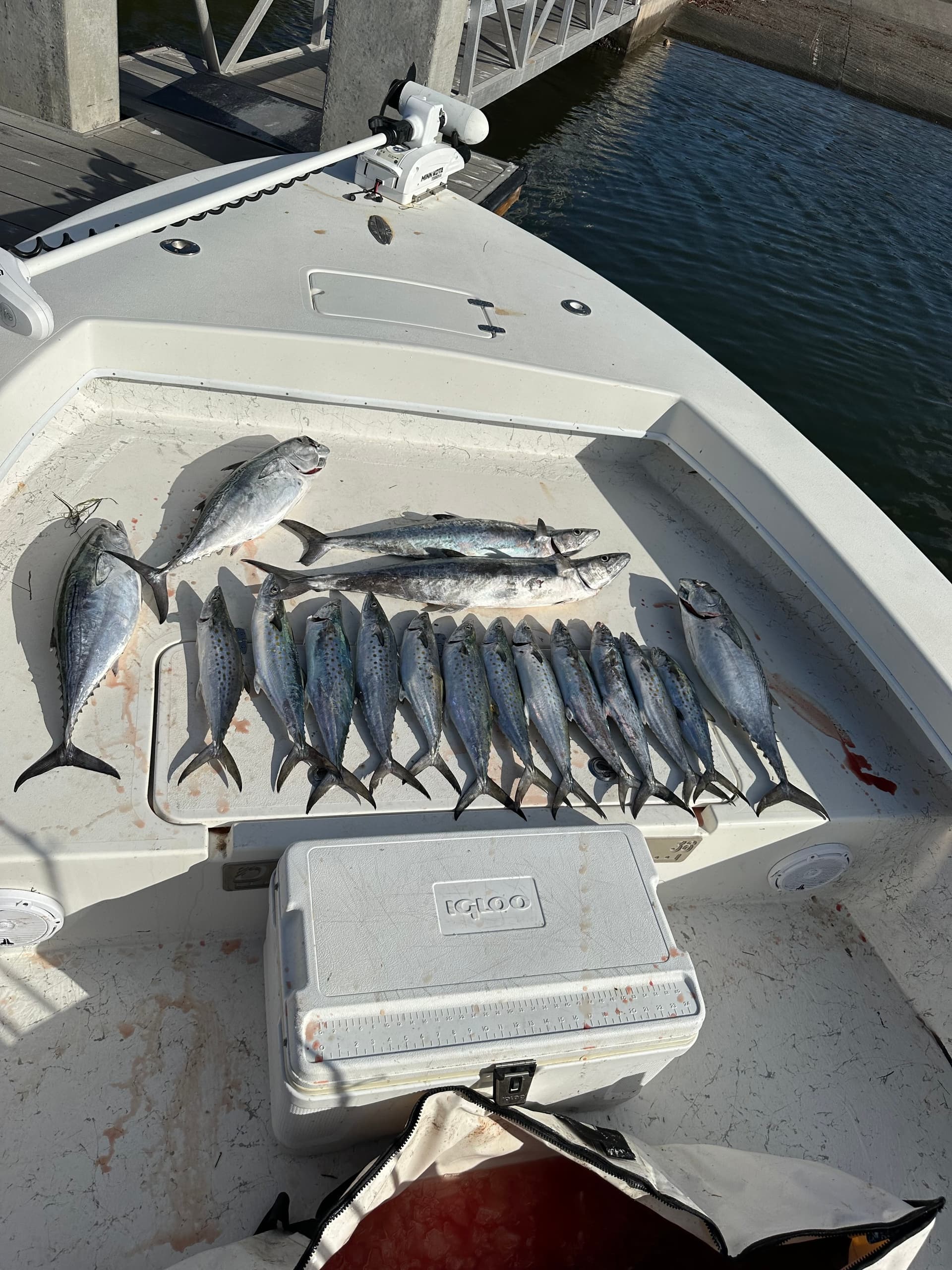 Inshore Fishing with Native Sportfishing in St. Petersburg